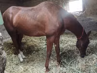 حصان, Akhal-Teke — الصورة 2