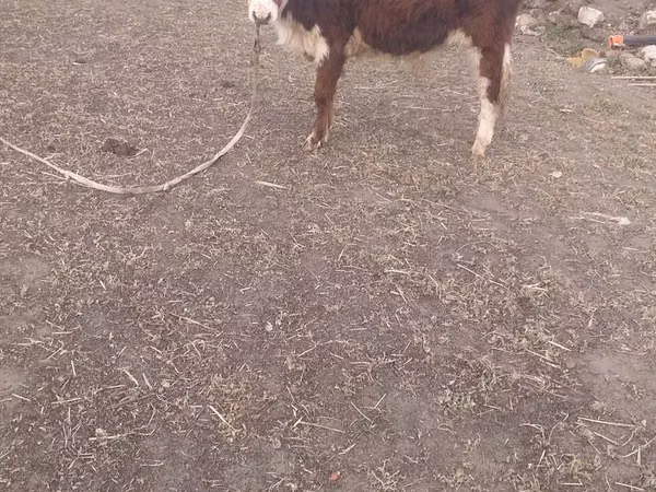 सांड, Simmental cattle