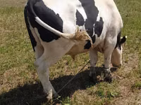 Taureau, Russian Black pied cattle — photo 4