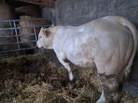 Byk, Charolais cattle — zdjęcie 2