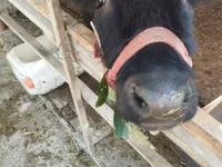 İnek, Sığır — foto 8