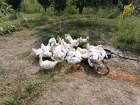 Geese — foto 3