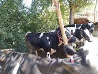Býk, Simmental cattle — foto 6