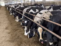 雌牛, Yaroslavl cattle — 写真 1