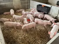 Porcs (lot, sexe non indiqué) — photo 4