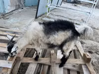Dişi keçi, Saanen goat — foto 3