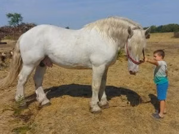 公马, Percheron