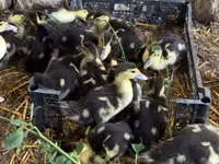 Ducks — photo 1