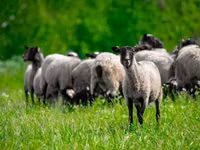 ვერძი, Romanov sheep — ფოტო 4