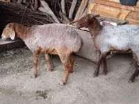 绵羊（批次，未指定性别）, Sheep — 照片 3