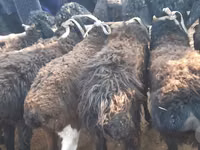 Koç, Hissar sheep — foto 4