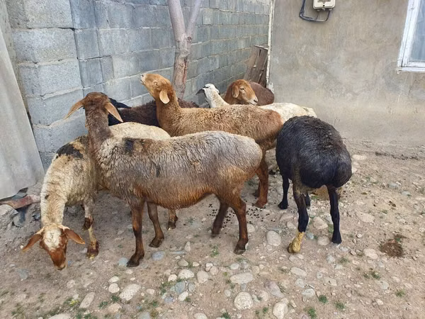母羊, Sheep