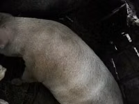Sow, Pigs — photo 8