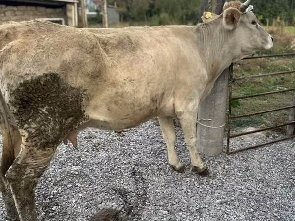 Krowa, Simmental cattle
