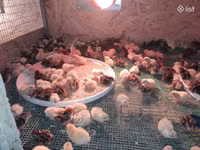 Quails — foto 3