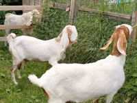თხა, Nubian Goat — ფოტო 7