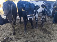 公牛, Russian Black pied cattle — 照片 8