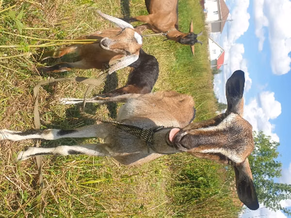 თხა, Nubian Goat