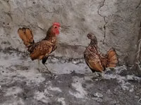 Bantam — zdjęcie 4
