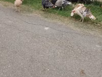 Turkeys — zdjęcie 4