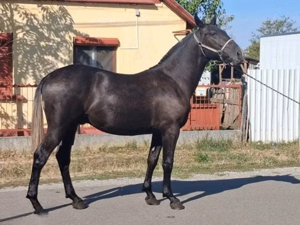 குதிரை, Lipizzaner