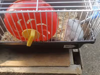 Hamster və qəfəs dəsti - Növ: kiçik ev heyvanı – hamster - Dəst — 照片 1