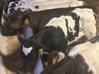 Byk, Simmental cattle — zdjęcie 3