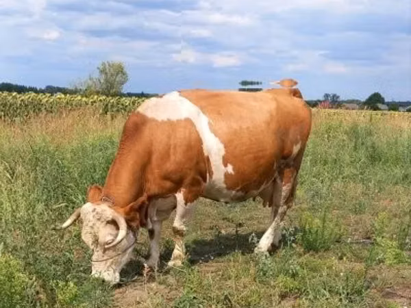 Vache, Simmental cattle