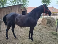 Kısrak, Hungarian horse breed — foto 2