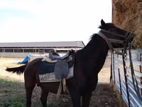 Koń, Konie — zdjęcie 1