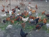 Chickens — zdjęcie 3