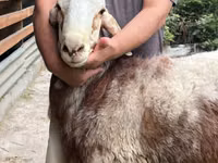雌羊, East Friesian Dairy sheep — 写真 7