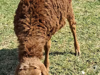 Moutons (lot, sexe non indiqué), Moutons — photo 2