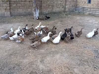 Německý pekin — foto 7