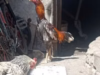 Chickens — photo 1