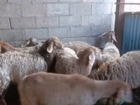 母羊, Arashan sheep — 照片 1