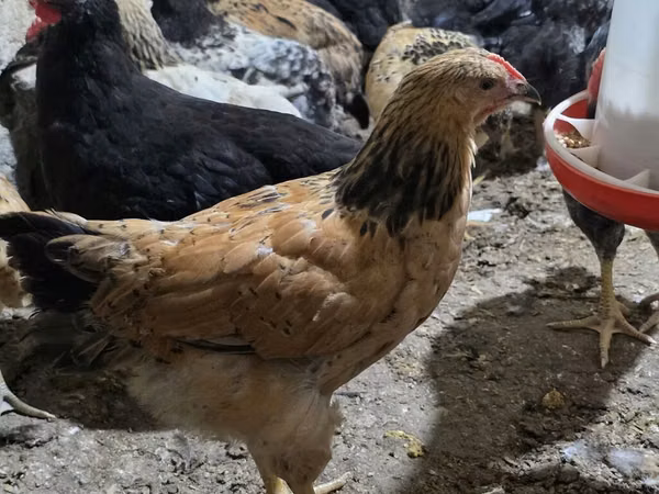 Chickens