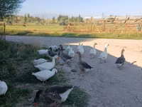 Geese — zdjęcie 3