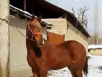 குதிரை, Karabair horse — புகைப்படம் 5