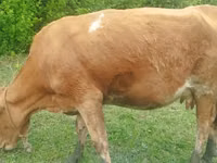 Vaca, Simmental cattle — foto 3