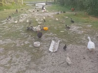 Ducks — foto 1
