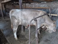 Touro, Vaca vermelha sem chifres — foto 2