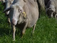 Owca, Lacaune sheep — zdjęcie 3