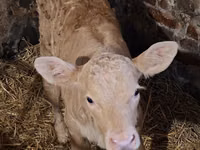 பசு, Charolais cattle — புகைப்படம் 1