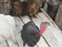 Turkeys — foto 3