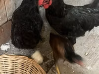 Chickens — zdjęcie 1