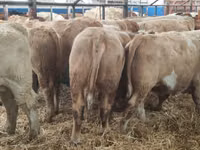 Bovins (lot, sexe non indiqué), Simmental cattle — photo 5