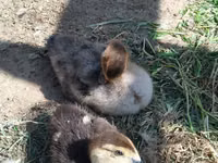 pato criollo doméstico — foto 4