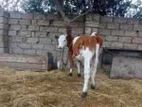 Kuh, Simmental cattle — Foto 1
