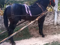 At, Atlar — foto 2